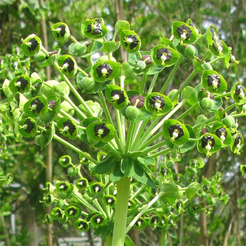 Euphorbia characias - Euphorbe arbustive