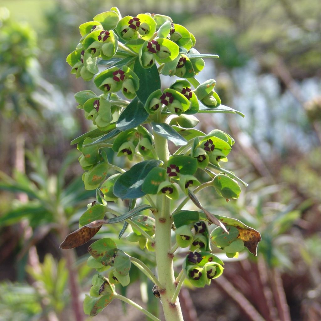 Euphorbe, Euphorbia characias Black Pearl