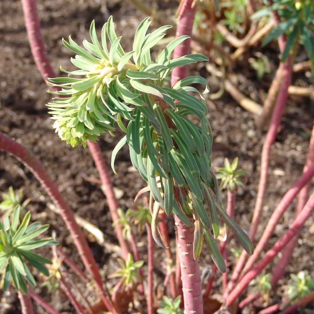 Euphorbe, Euphorbia characias Black Pearl