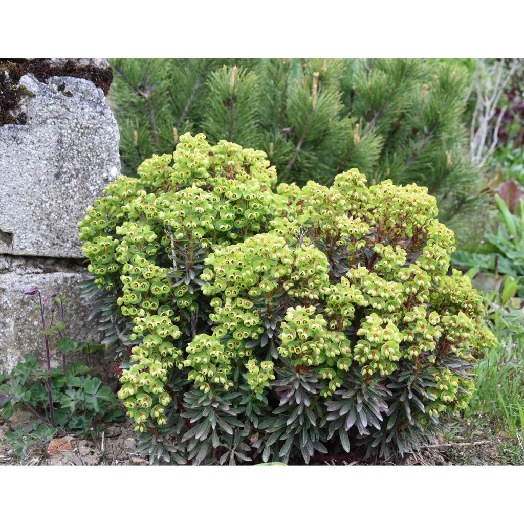 Euphorbia x martinii Baby Charm - Euphorbe hybride