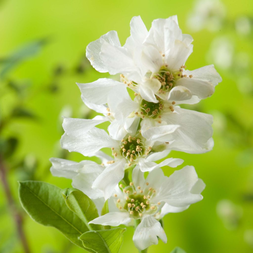 Exochorda racemosa Niagara