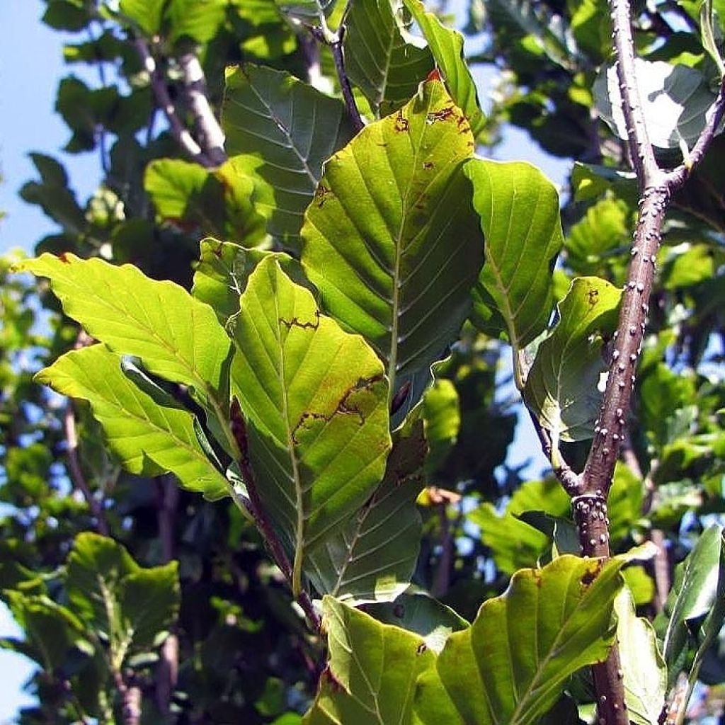 Fagus sylvatica Dawyck - Hêtre fastigié