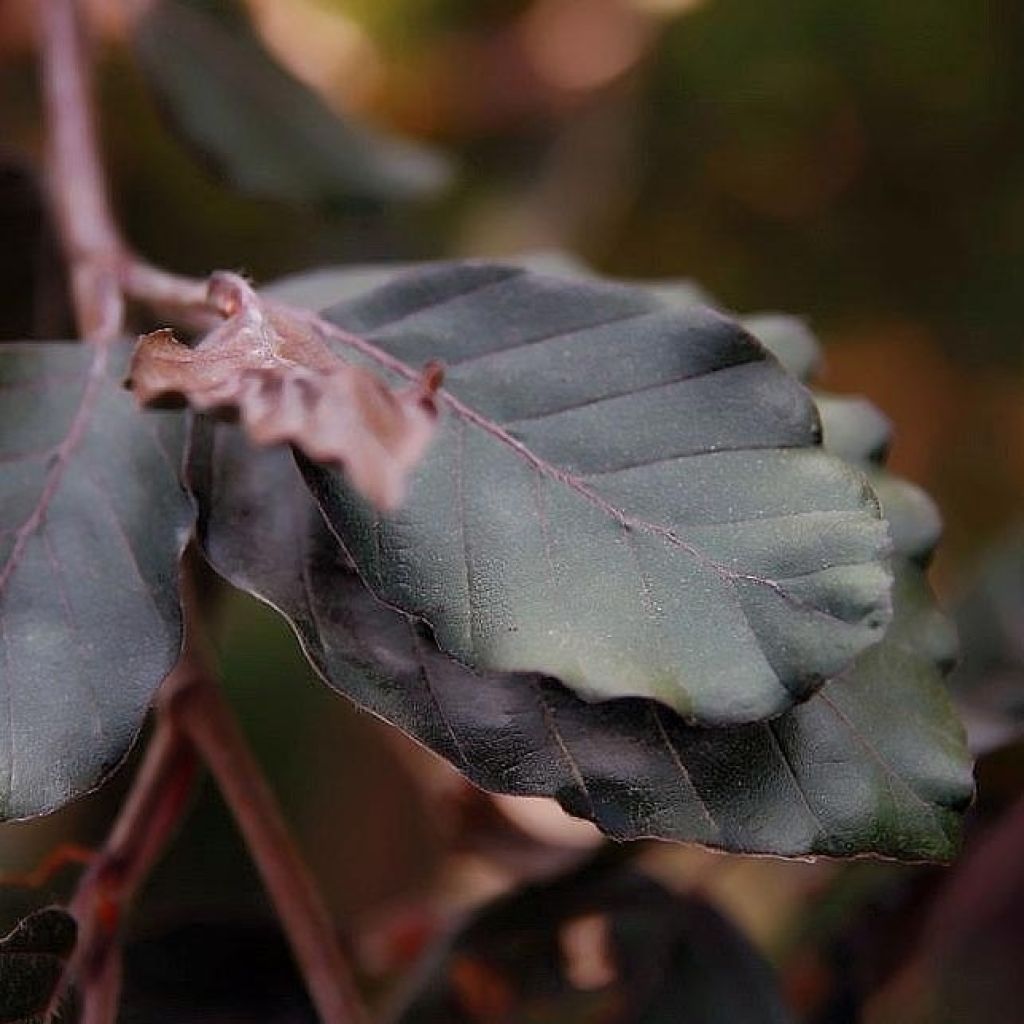 Fagus sylvatica Purple Fountain - Hêtre pourpre pleureur