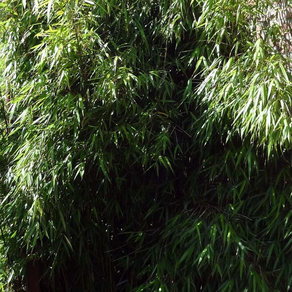 Fargesia scabrida Asian Wonder - Bambou non traçant