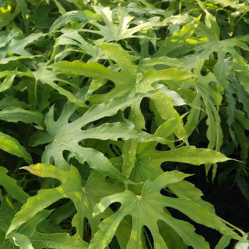 Fatsia polycarpa Green Fingers - Fatsia de Taiwan