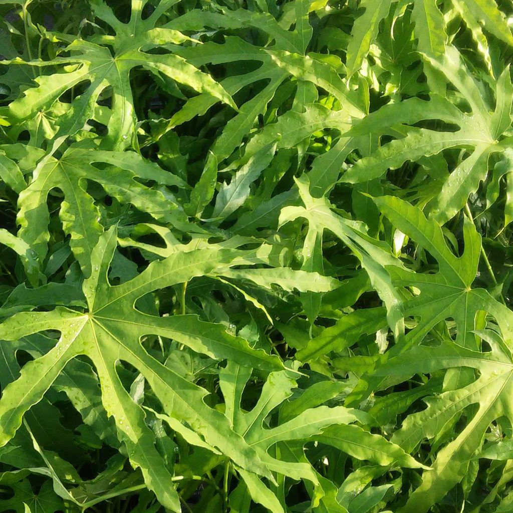 Fatsia polycarpa Green Fingers - Fatsia de Taiwan