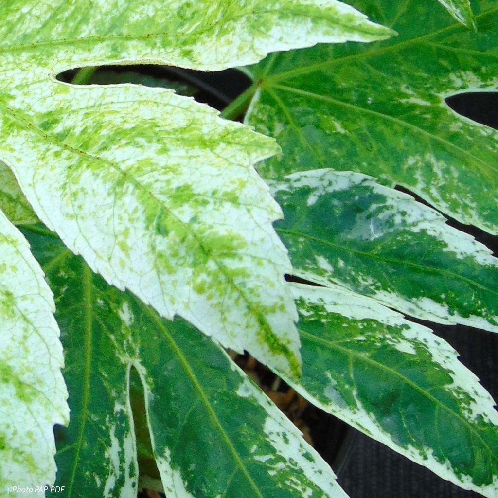 Fatsia japonica Spider's Web - Faux-aralia panaché