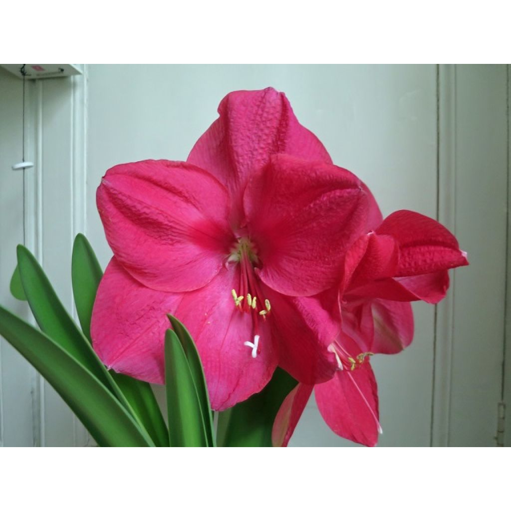 Amaryllis Hercule