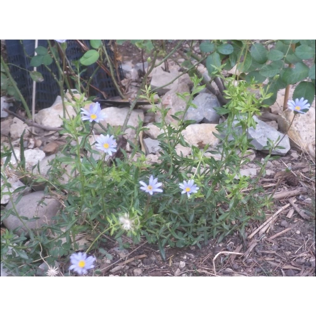 Felicia amelloides - Aster du Cap