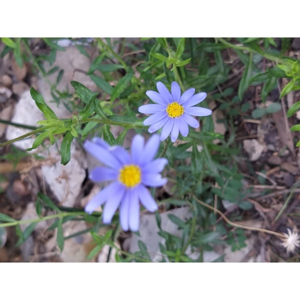 Felicia amelloides - Aster du Cap