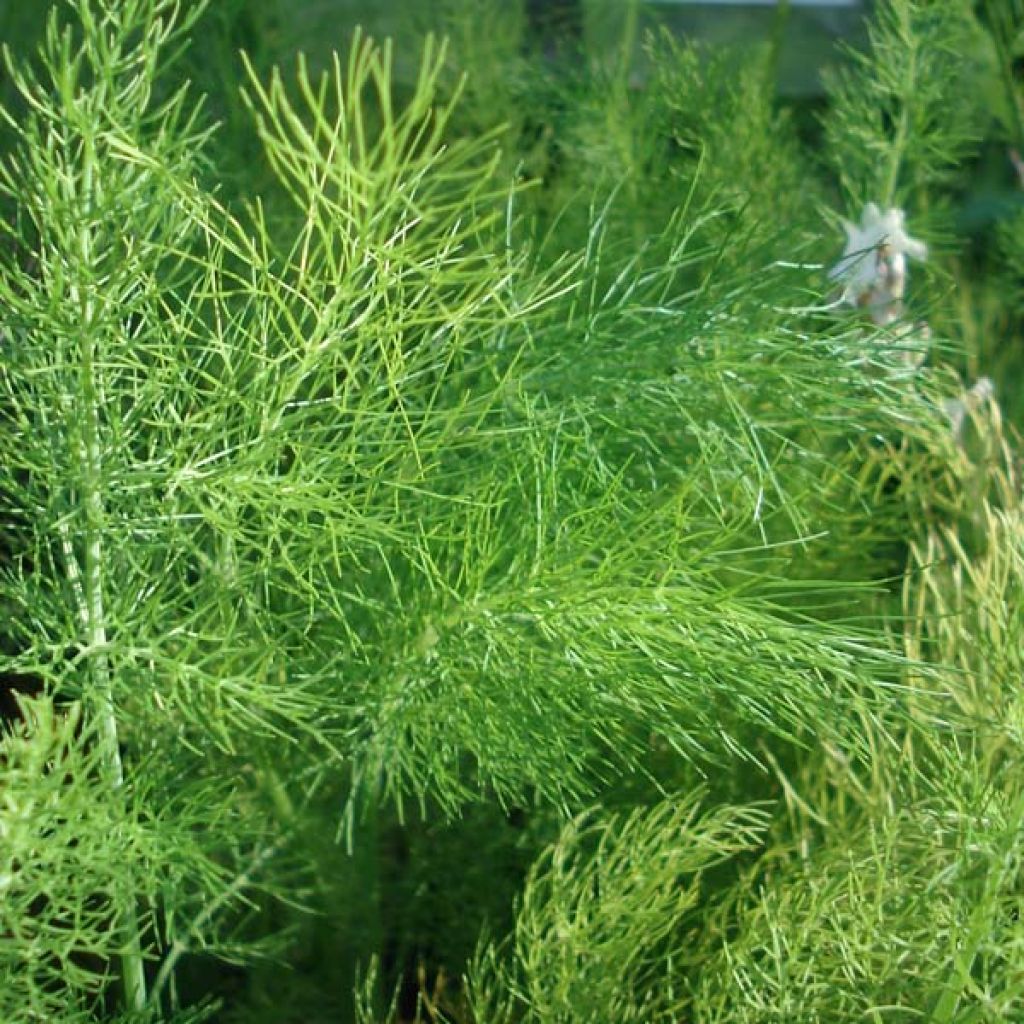 Fenouil, Foeniculum vulgare