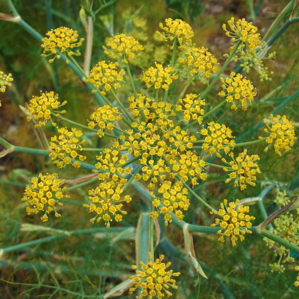 Fenouil - Foeniculum vulgare