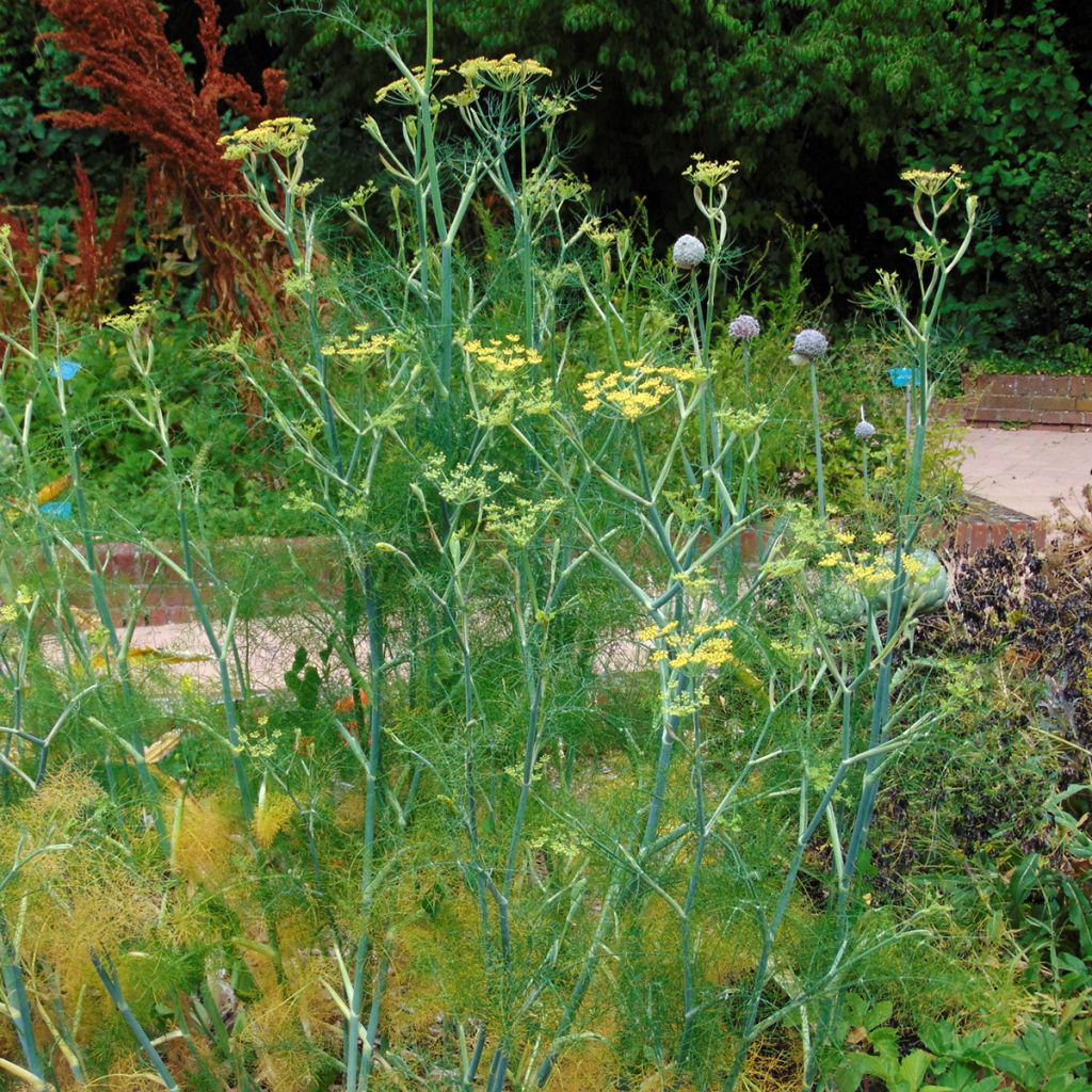 Fenouil - Foeniculum vulgare