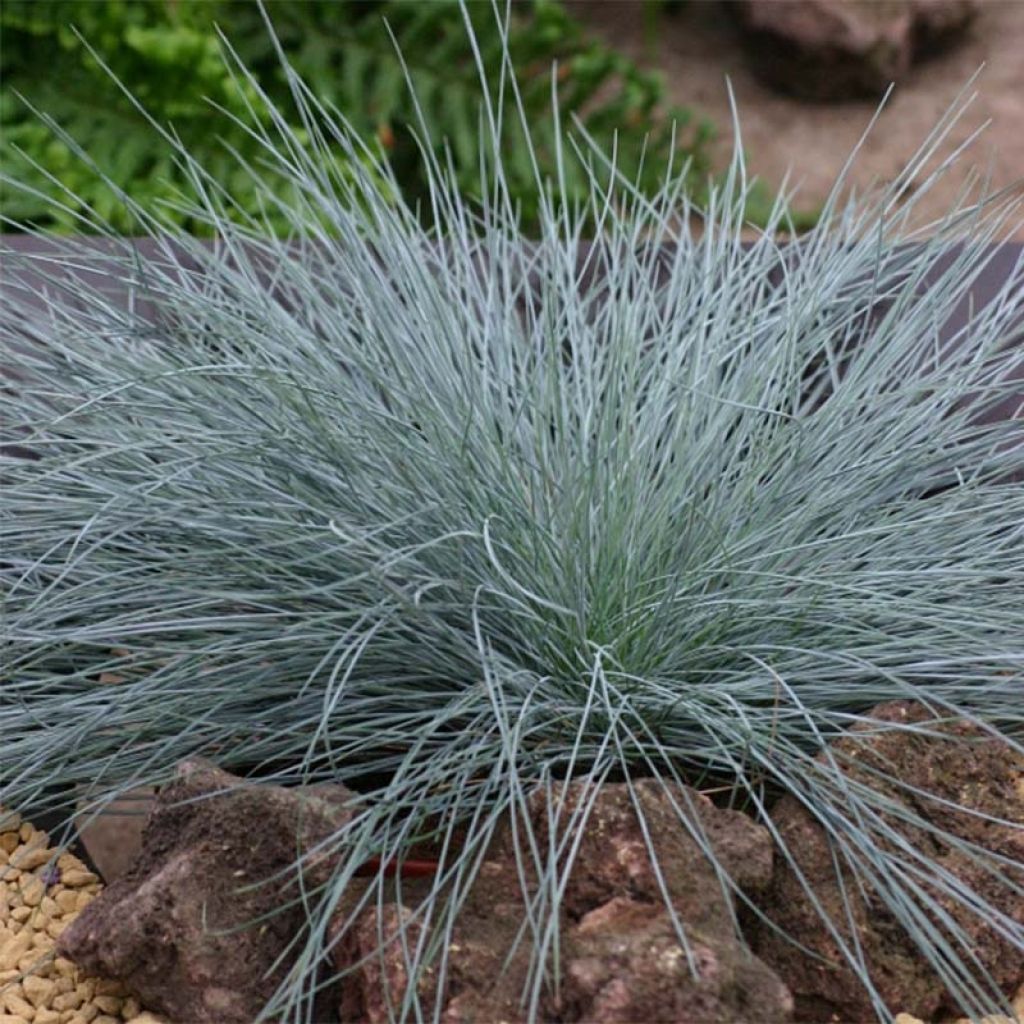 Festuca Intense Blue - Fétuque bleue