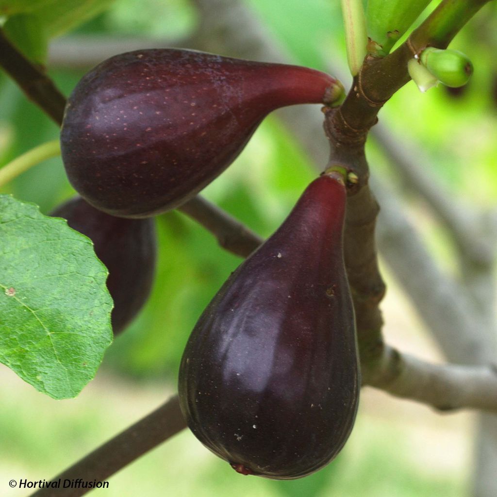 Figuier Noire de Caromb