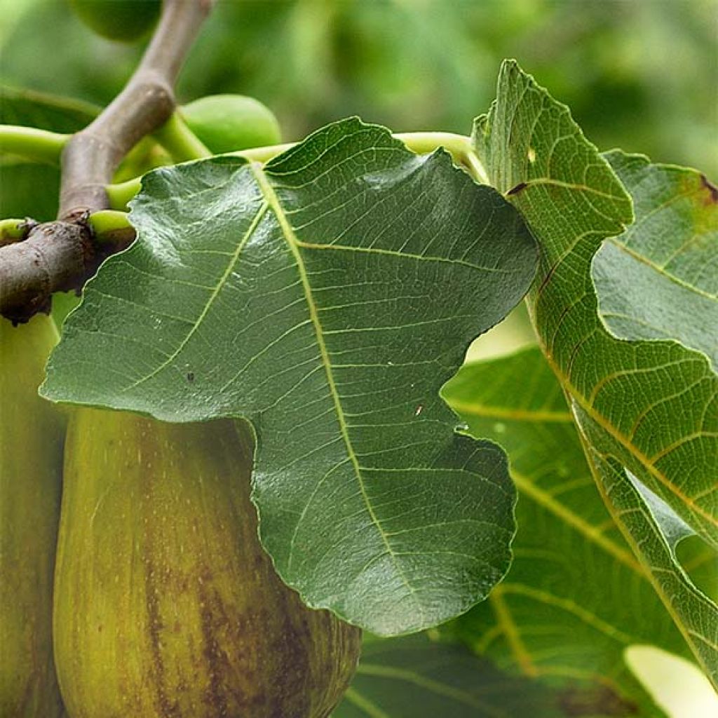 Figuier précoce de Dalmatie - Ficus carica