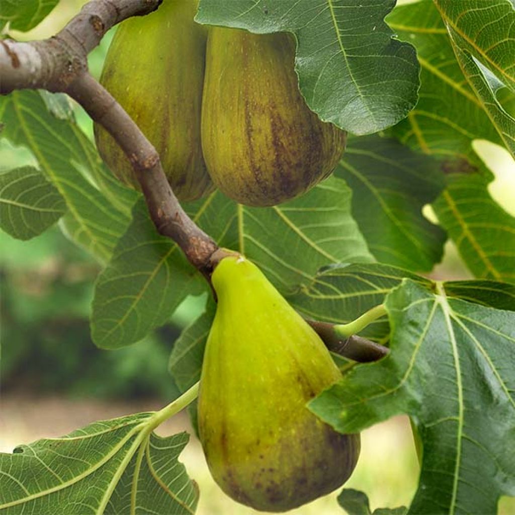 Figuier précoce de Dalmatie - Ficus carica