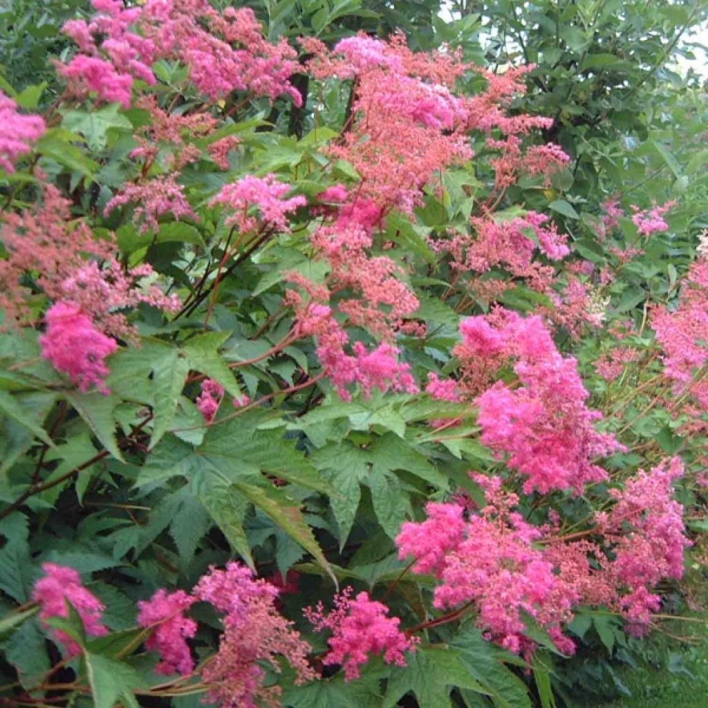 Filipendula purpurea - Reine des Près