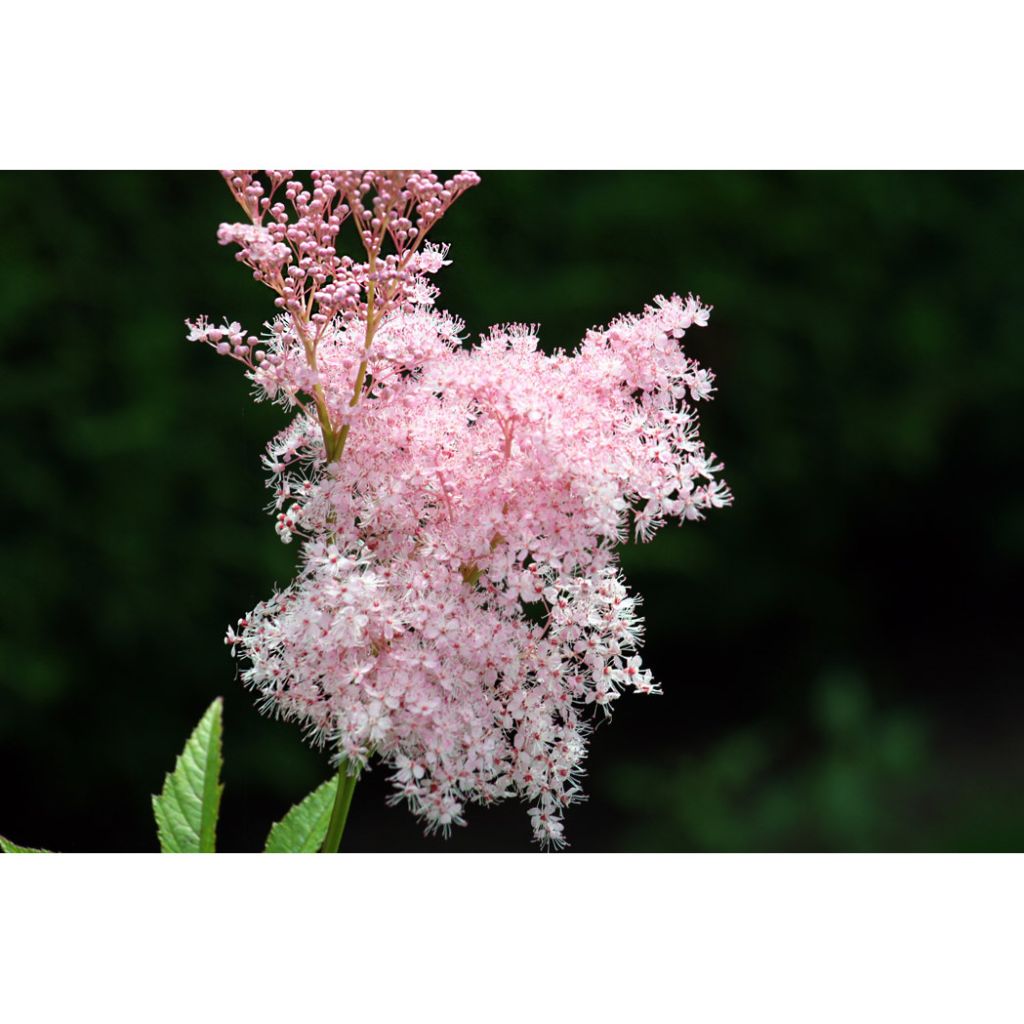 Filipendula rubra Venusta - Reine des Près