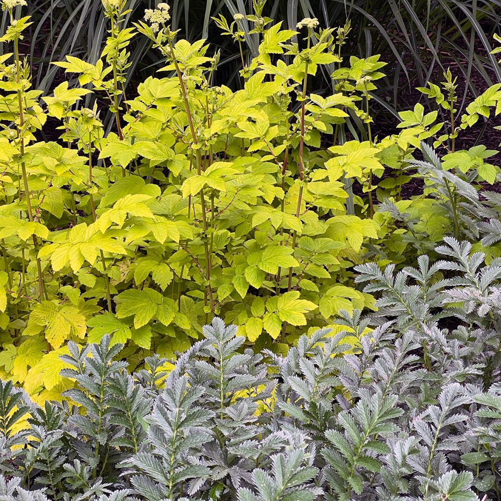 Filipendula ulmaria Aurea - Reine des Prés