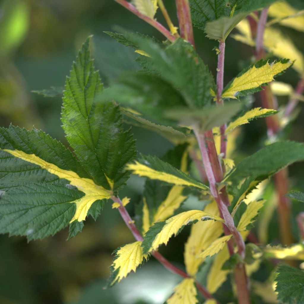 Filipendula ulmaria Variegata - Reine des Près