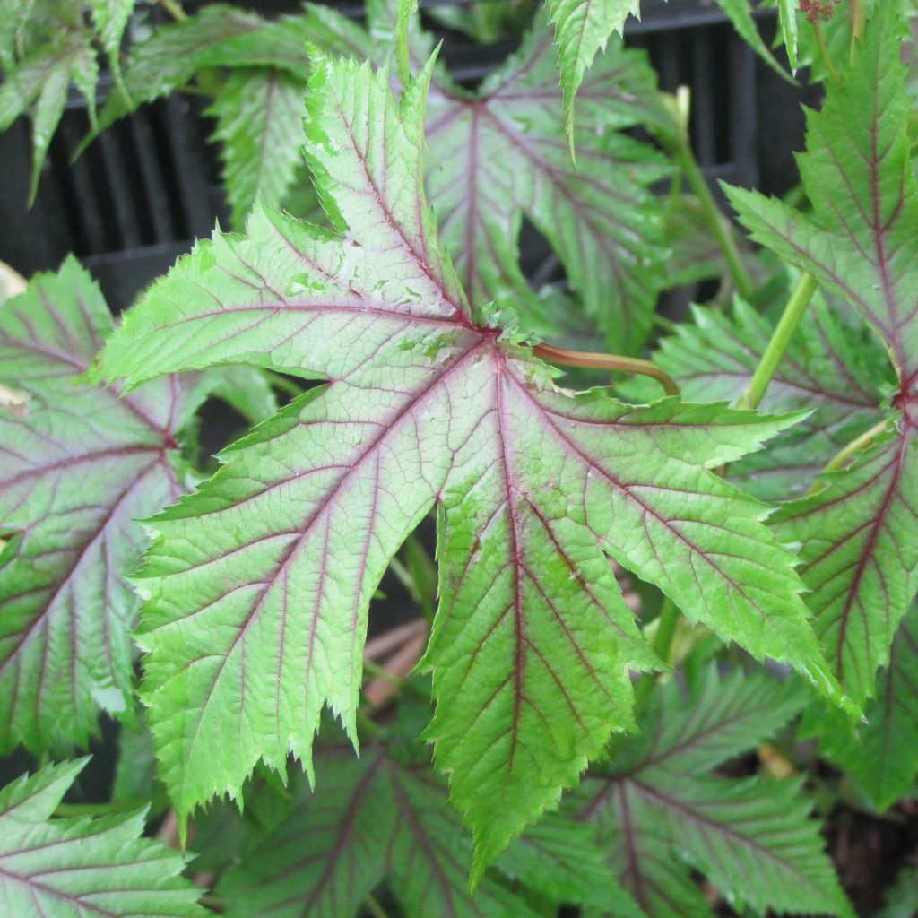 Filipendule hybride Red Umbrellas