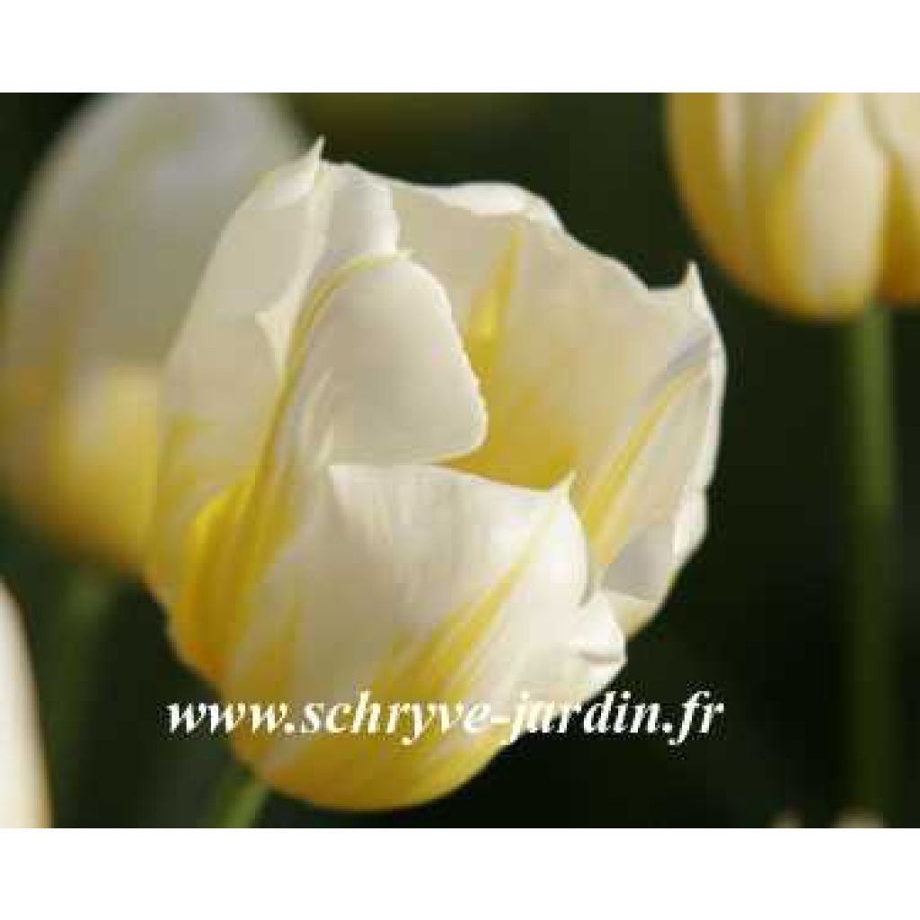 Tulipe Flaming coquette, simple hative