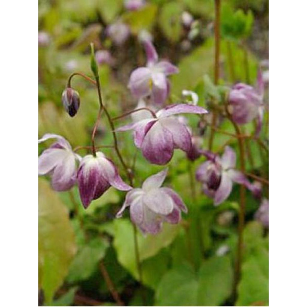 Epimedium youngianum Merlin, Fleur des elfes