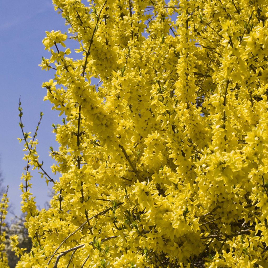 Forsythia intermedia Spectabilis - Mimosa de Paris