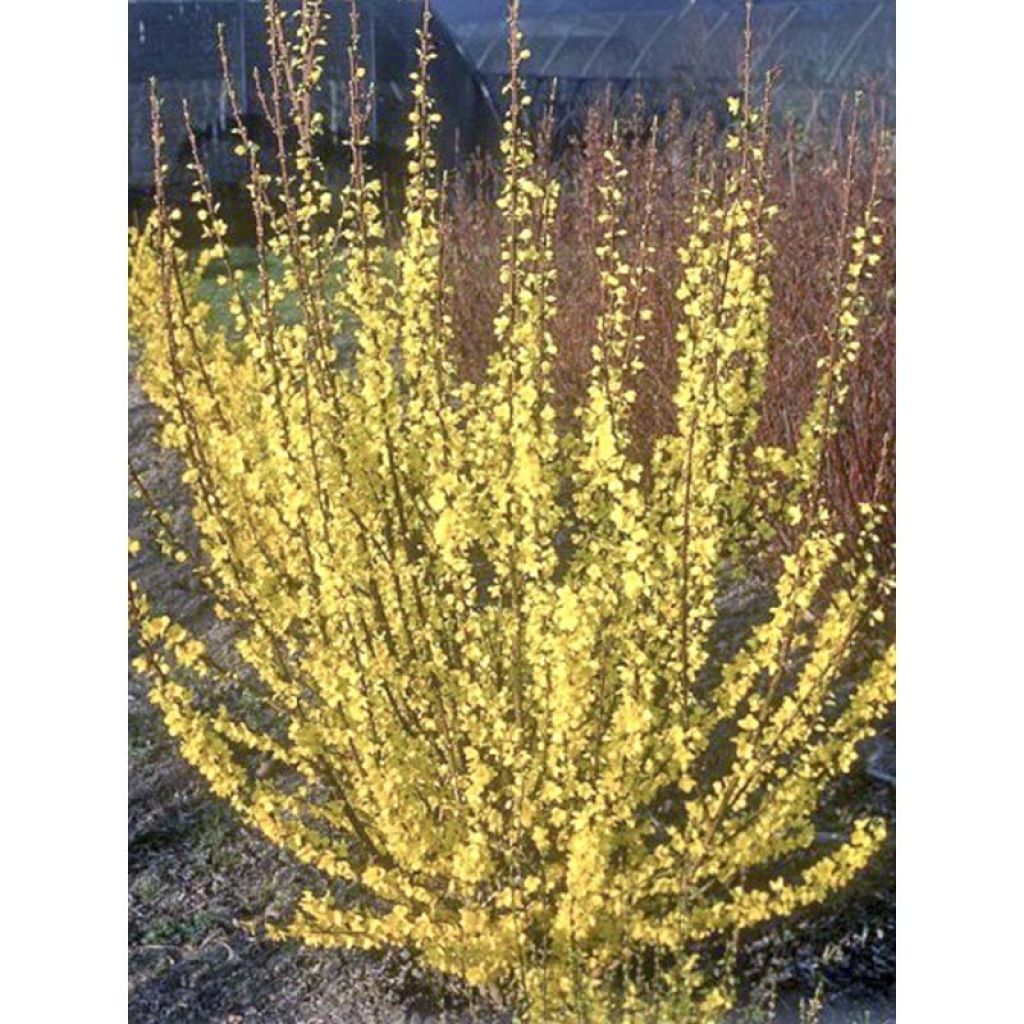 Mimosa de Paris - Forsythia x intermedia Mindor