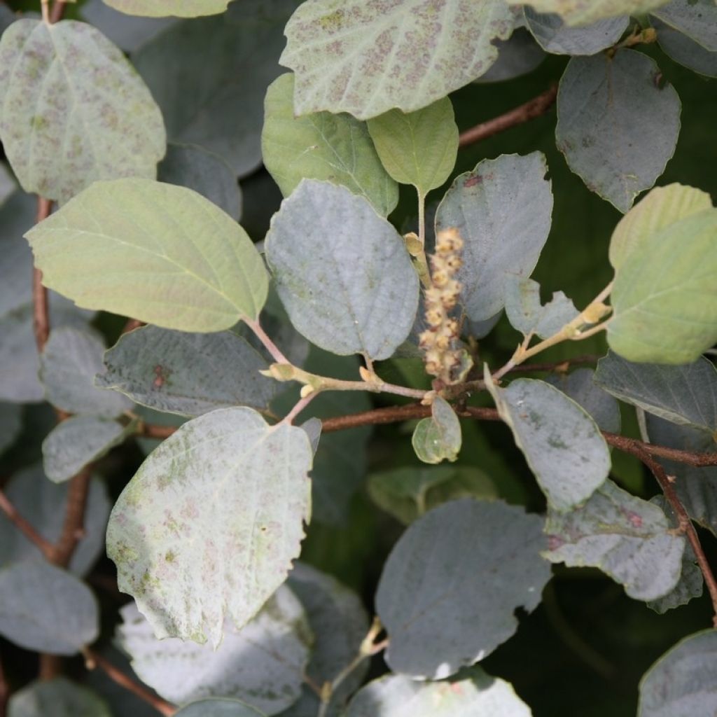 Fothergilla intermedia Blue Shadow