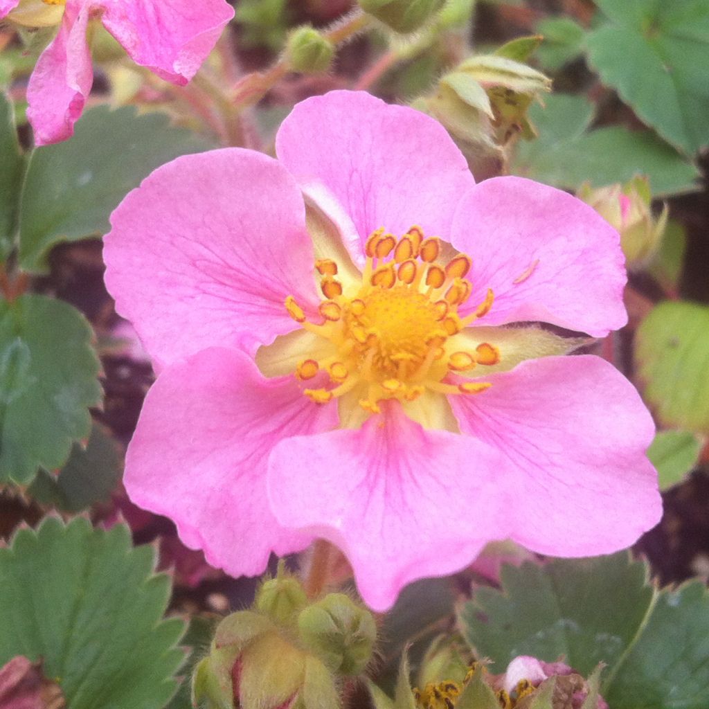 Fraisier rose - Fragaria Pink Panda