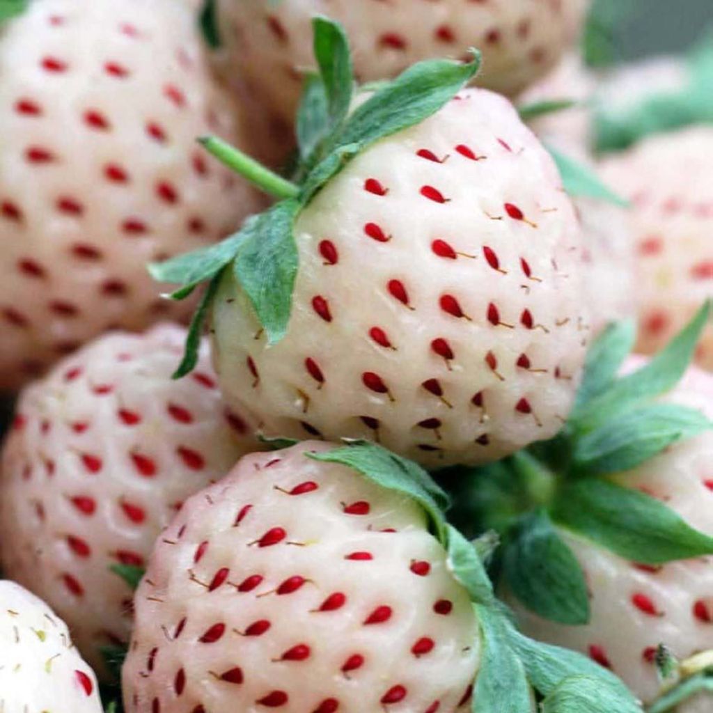 Fraisier White Pineberry