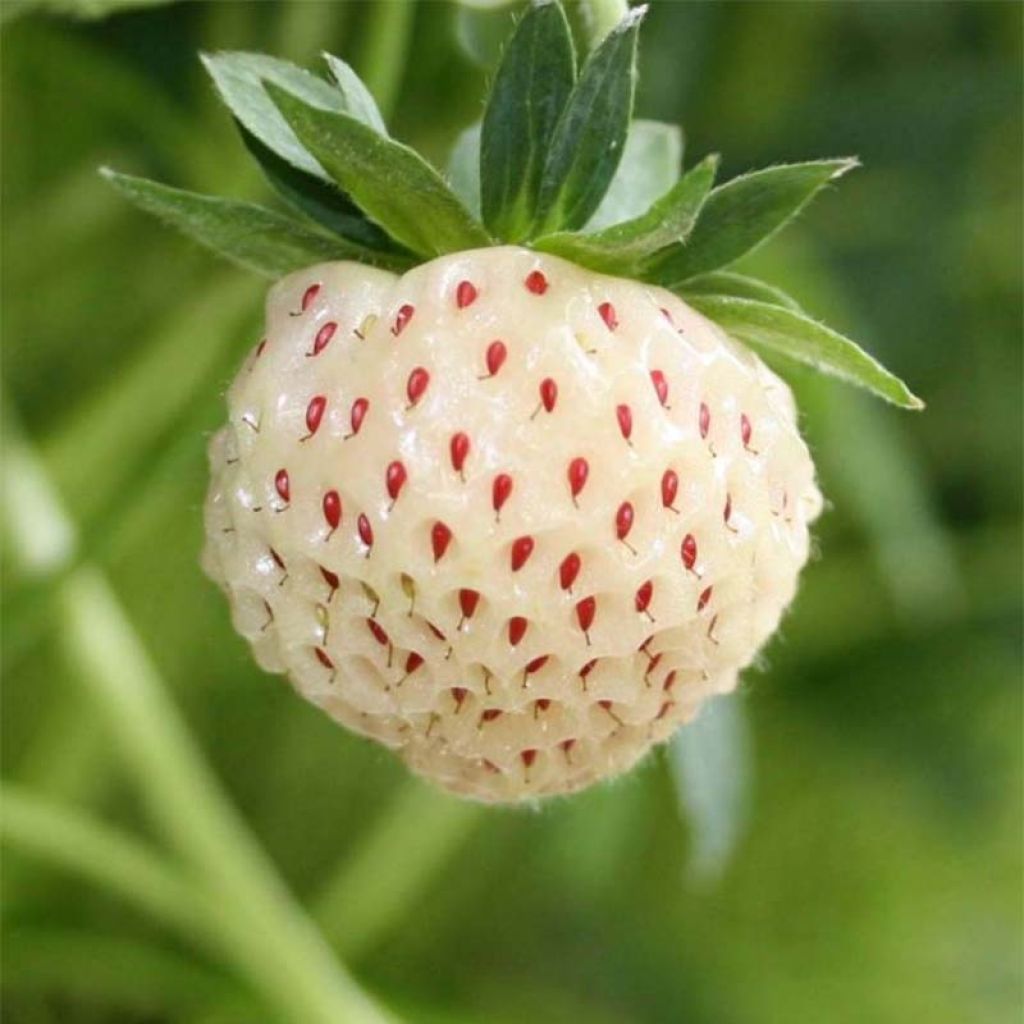 Fraisier White Pineberry