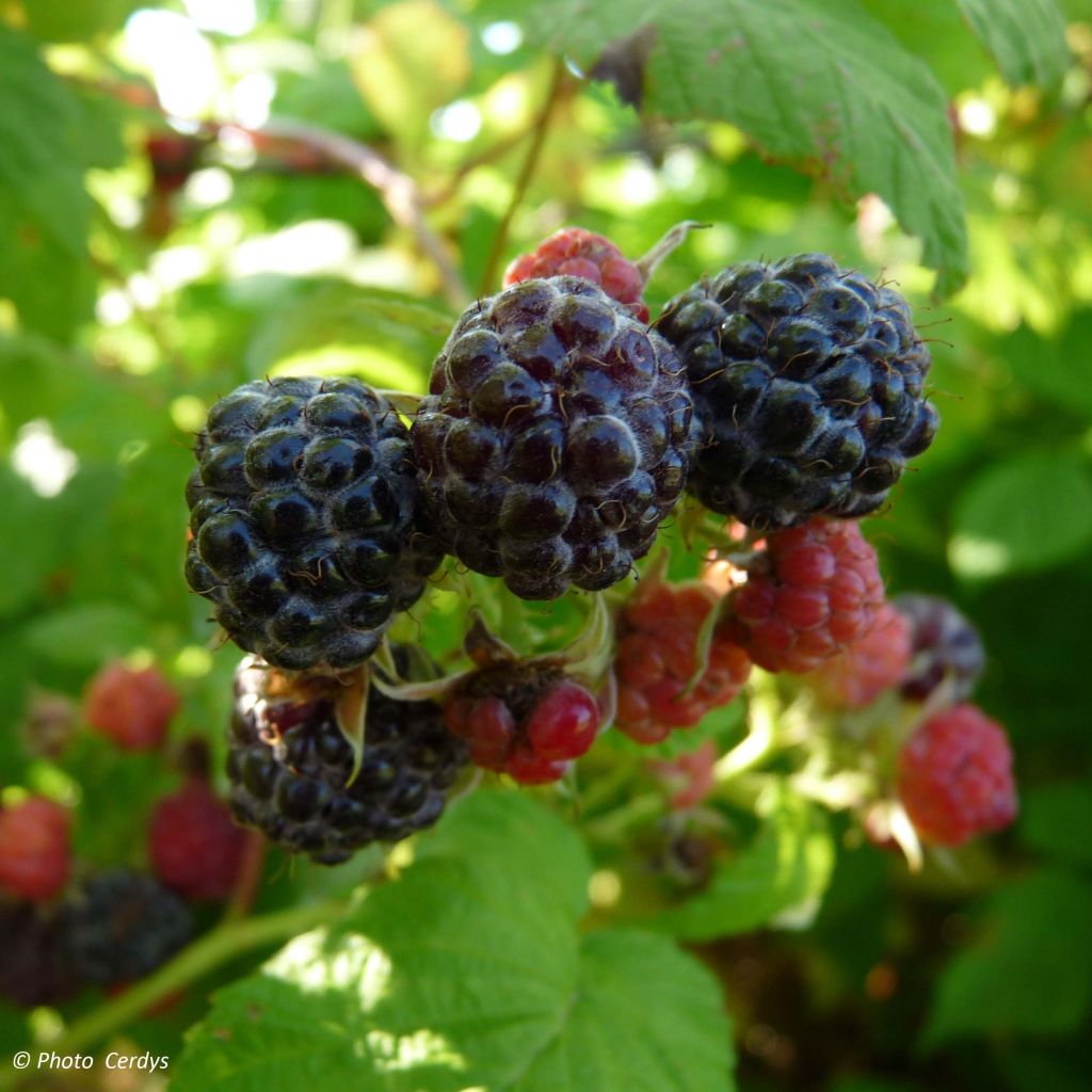 Framboisier Black Jewel - Rubus occidentalis