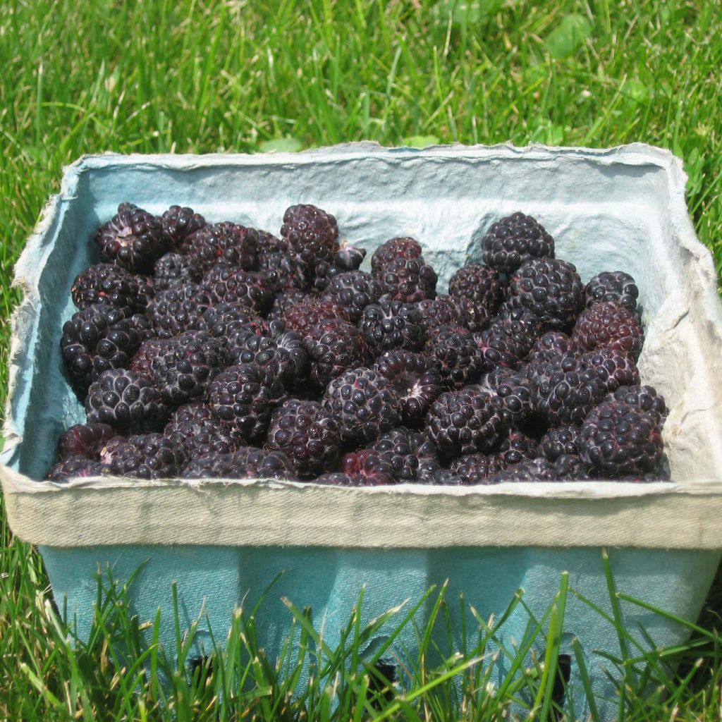 Framboisier Black Jewel - Rubus occidentalis