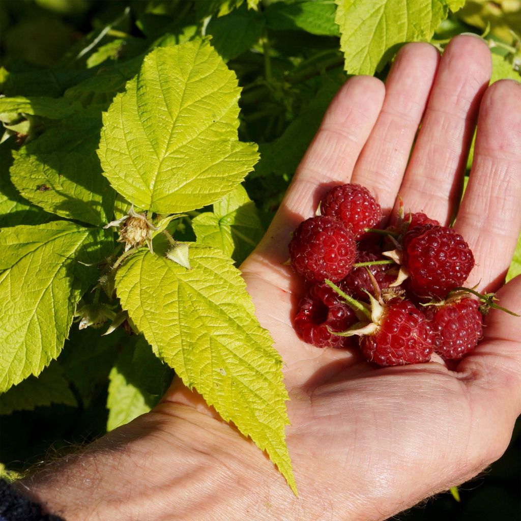 Framboisier Groovy - Rubus idaeus