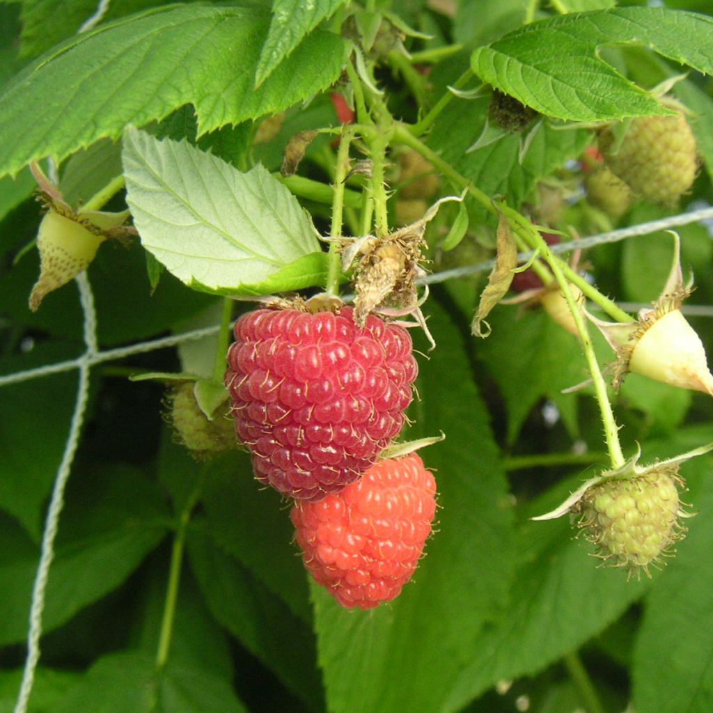 Framboisier remontant 'Héritage' - Rubus idaeus