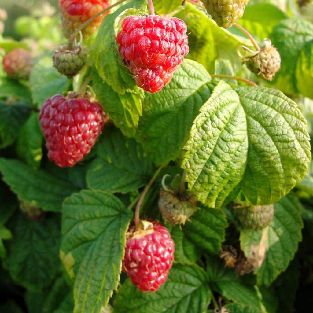 Framboisier Rustica - Rubus idaeus