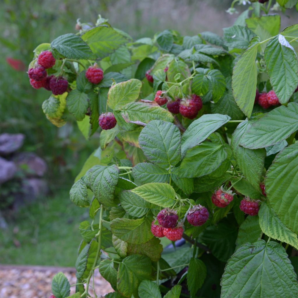 Framboisier Rustica - Rubus idaeus