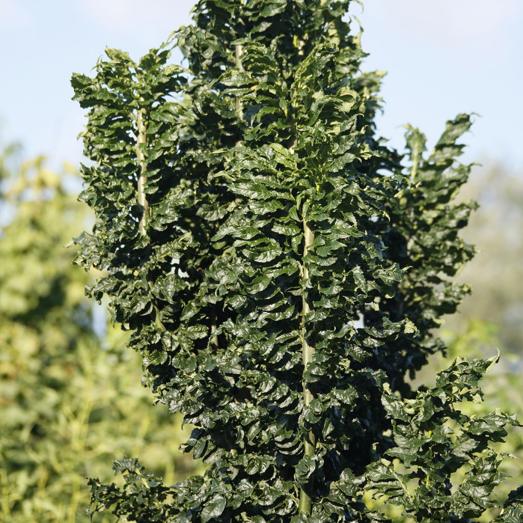 Fraxinus excelsior Crispa - Frêne à feuilles crispées