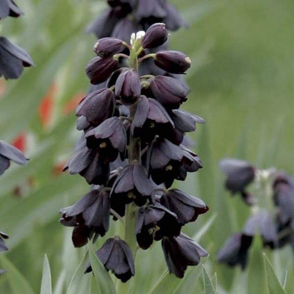 Fritillaire Persica Adiyaman