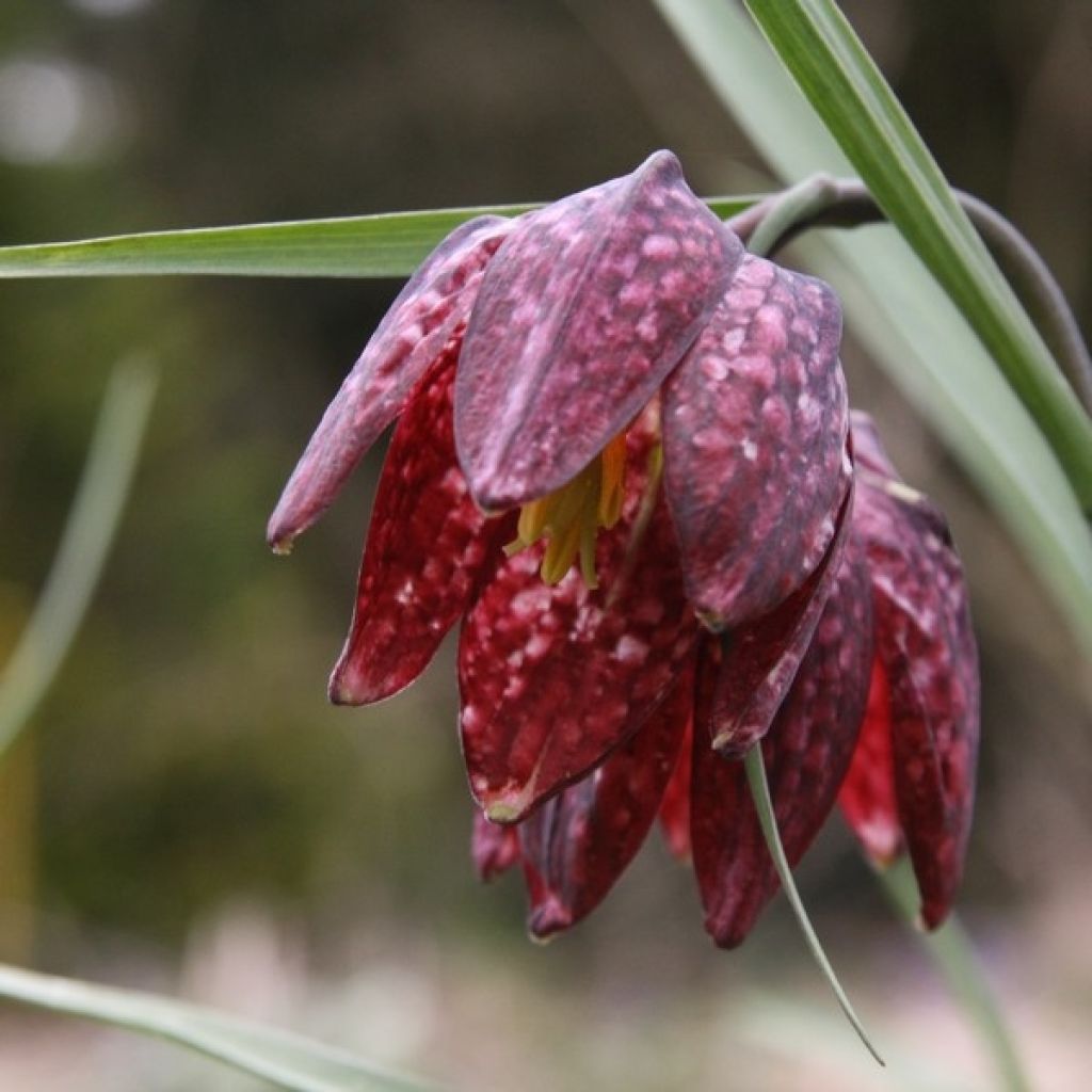 Fritillaire pintade - Fritillaria meleagris 