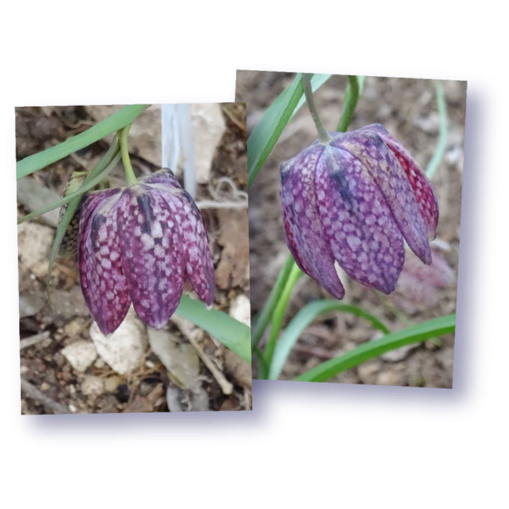 Fritillaire pintade - Fritillaria meleagris 