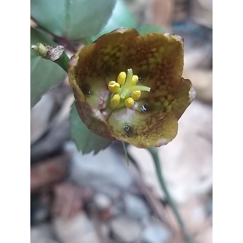 Fritillaria davisii - Fritillaire botanique