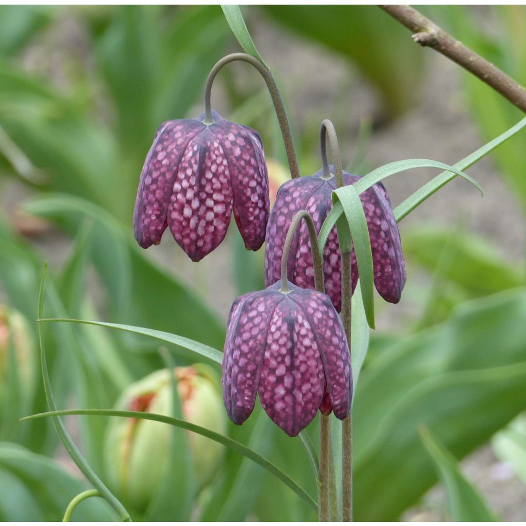 Fritillaire pintade - Fritillaria meleagris 