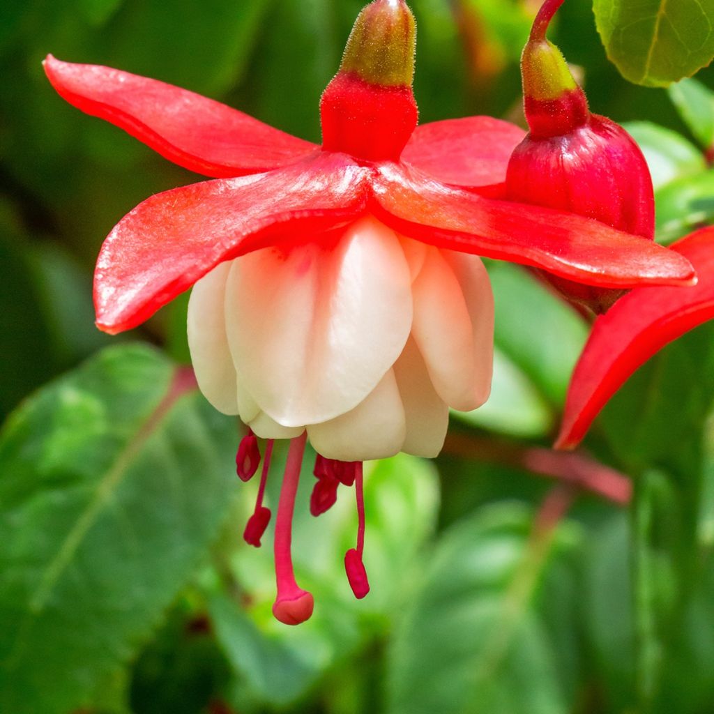 Fuchsia retombant Sir Matt Busby