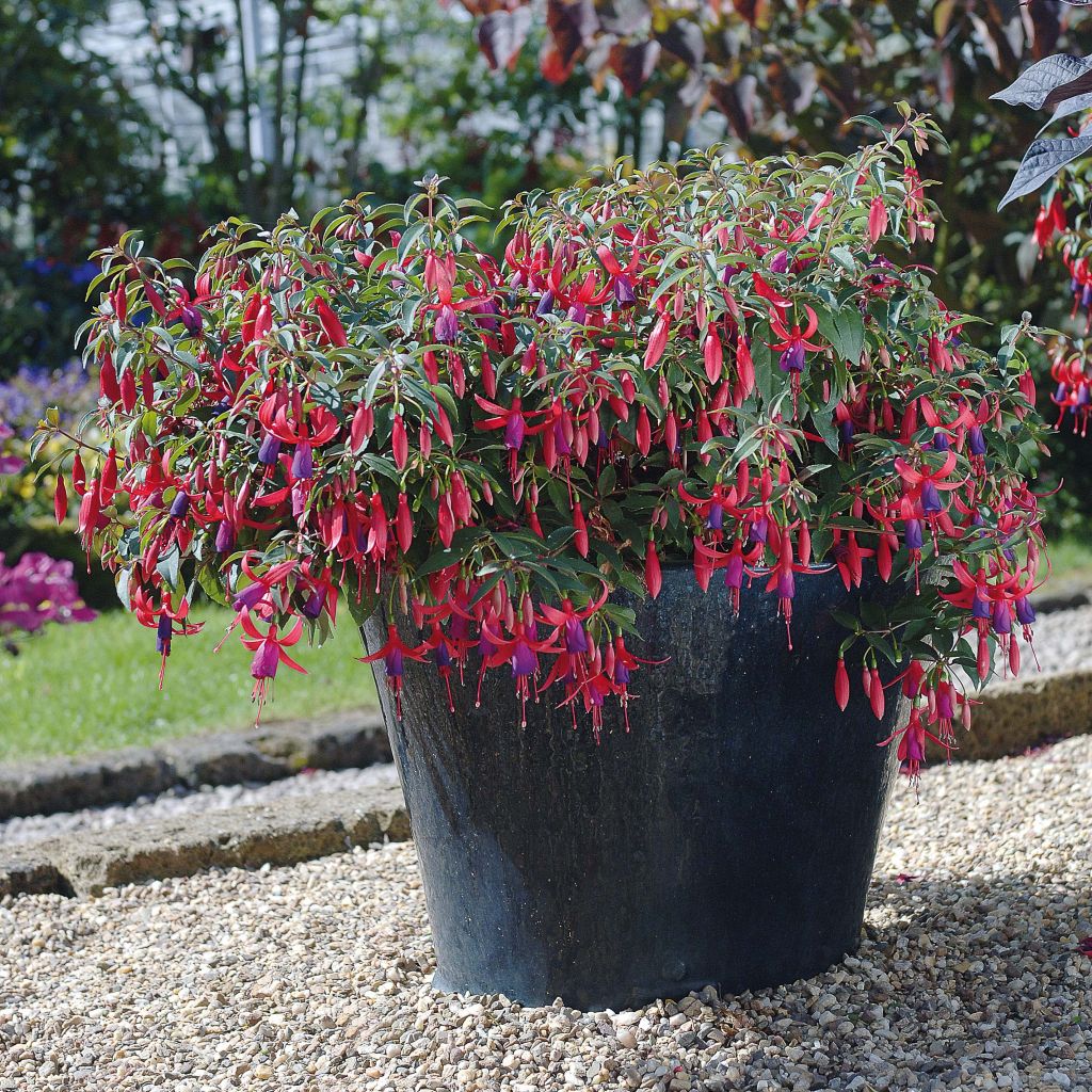 Fuchsia Sundancer 