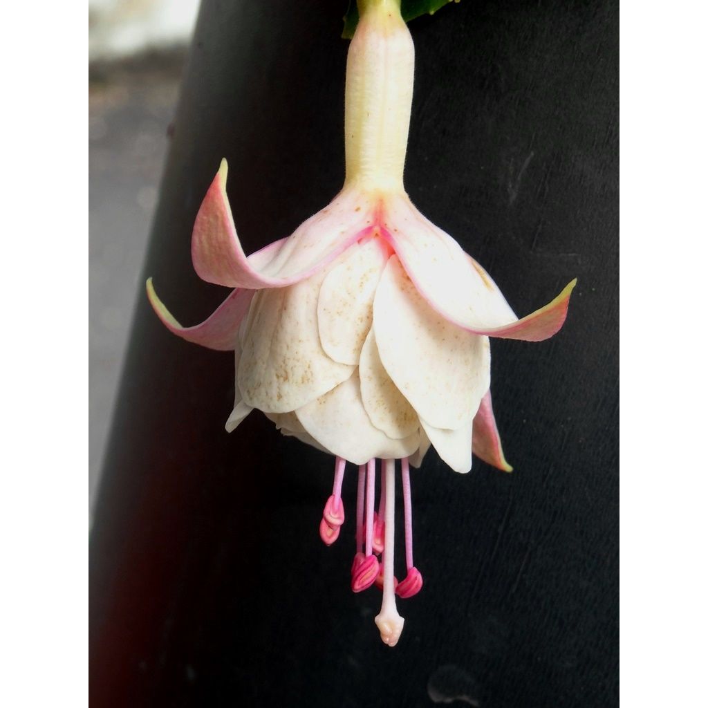 Fuchsia retombant Pink Marshmallow