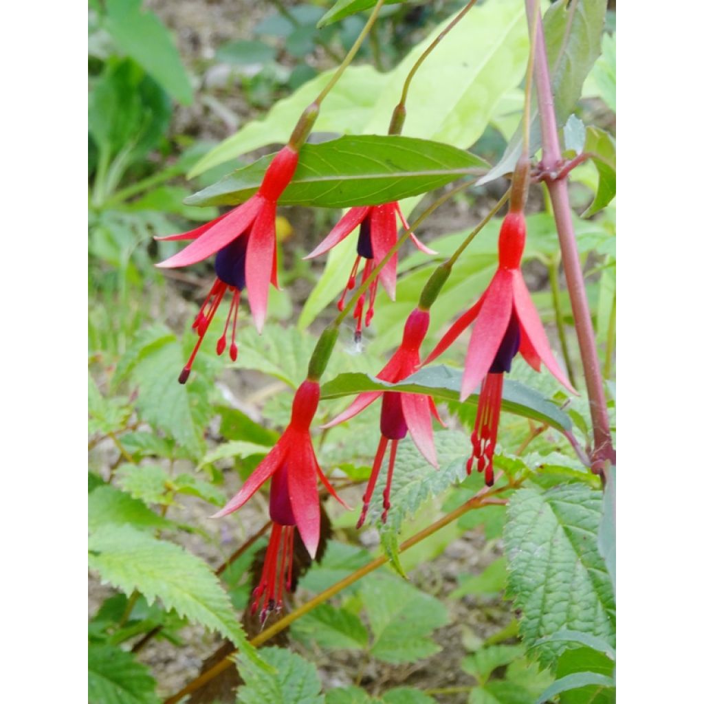 Fuchsia regia Reitzii - Fuchsia royal